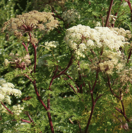Preview: Himalaya-Silge (Cortia wallichiana, alt: Selinum wallichianum)