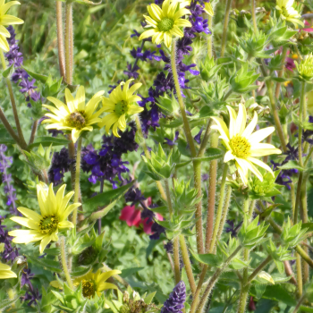 Behaarte Kompasspflanze (Silphium mohrii)