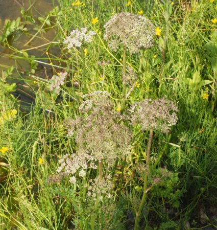 Sium erectum, Berula erecta (Schmalblättriger Merk, Wassersellerie)