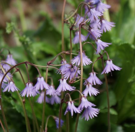 Soldanella alpina (Alpenglöckchen, Troddelblume)