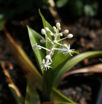 Chinesisches Maiglöckchen (Speirantha convallarioides)