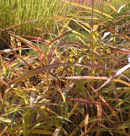 Preview: Zottenraugras (Spodiopogon sibiricus West Lake)