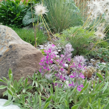 Preview: Lavendelblättriger Ziest (Stachys lavandulifolia)