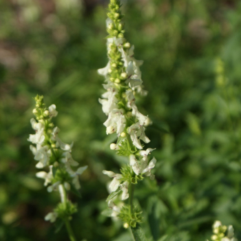 Aufrechter Ziest (Stachys recta)