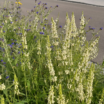 Preview: Aufrechter Ziest (Stachys recta)