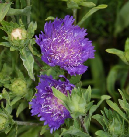 Kornblumenaster Purple Parasols (Stokesia laevis Purple Parasols)