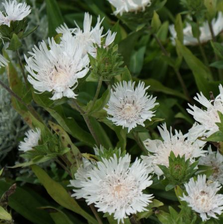 Kornblumenaster Träumerei (Stokesia laevis Träumerei)
