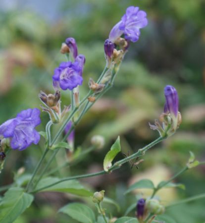 Otternkopf (Strobilanthes rankanensis)