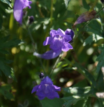 Otternkopf (Strobilanthes urticifolia)