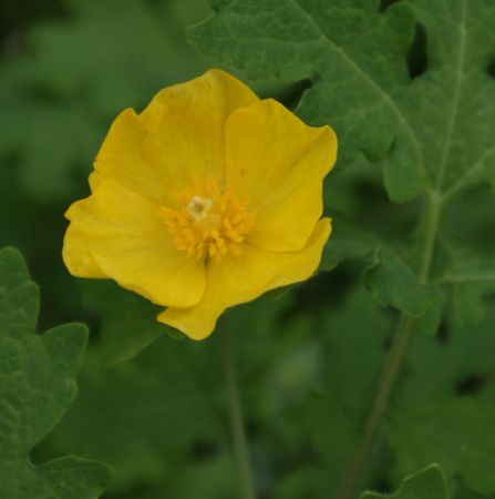 Schöllkrautmohn (Stylophorum diphyllum)