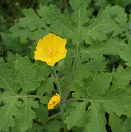 Schöllkrautmohn (Stylophorum diphyllum)