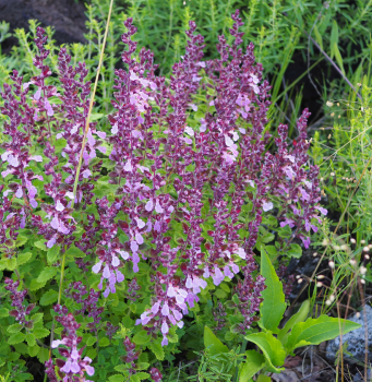 Edel-Gamander (Teucrium chamaedrys)