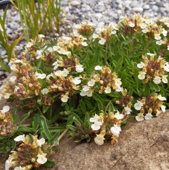 Berg-Gamander (Teucrium montanum)
