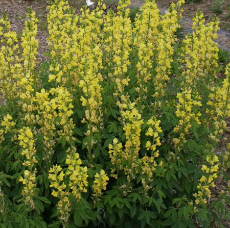 Fuchsbohne, Goldlupine (Thermopsis lanceolata)