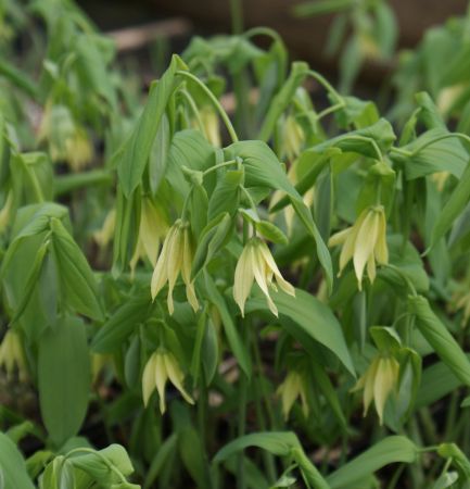 Trauerglocke (Uvularia flava)