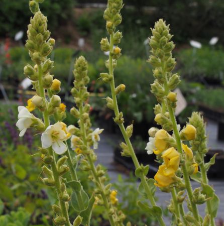 Großblütige Königskerze (Verbascum densiflorum, alt. Verbascum thapsiforme)