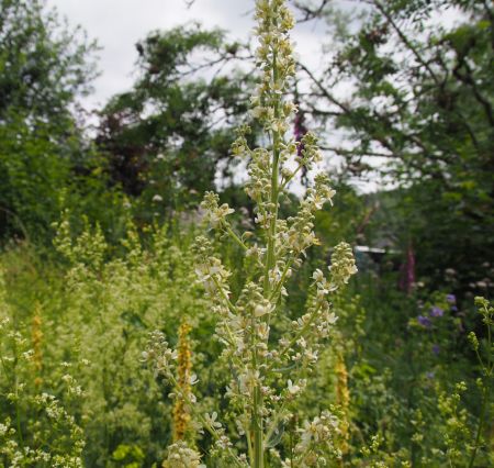 Mehlige Königskerze (Verbascum lychnitis)