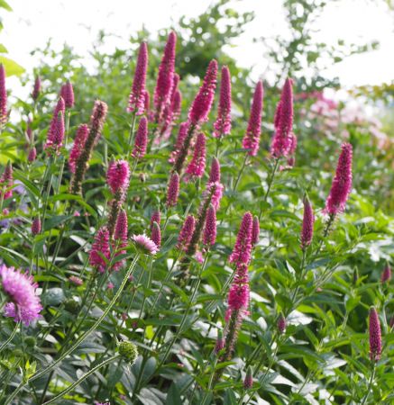 Preview: Wiesen-Ehrenpreis First Love (Veronica longifolia First Love, neu: Pseudolysimachion longifolium First Love)