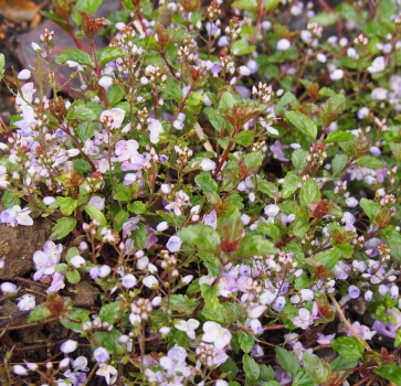 Polster-Ehrenpreis, Gewitterblümchen Mme Mercier (Veronica petraea Mme Mercier)