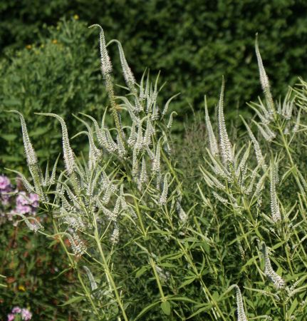 Kandelaber-Ehrenpreis Diana (Veronicastrum virginicum Diana)