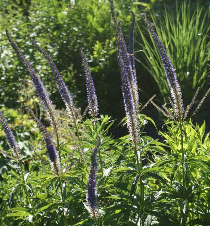 Kandelaber-Ehrenpreis Kobaldkaars (Veronicastrum sibiricum Kobaldkaars)