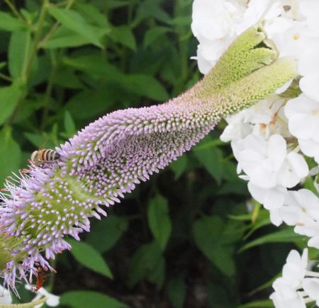 Kandelaber-Ehrenpreis Faszination (Veronicastrum virginicum Fascination)