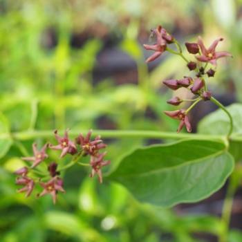 Braune Schwalbenwurz (Vincetoxicum fuscatum)
