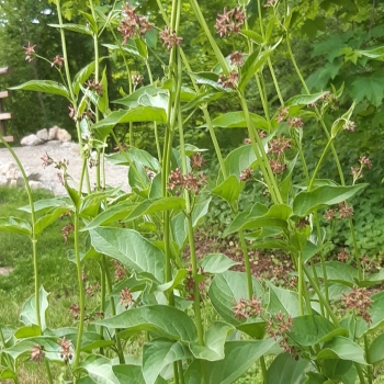 Braune Schwalbenwurz (Vincetoxicum fuscatum)