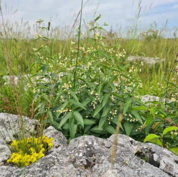 Preview: Schwalbenwurz (Vincetoxicum hirundinaria)