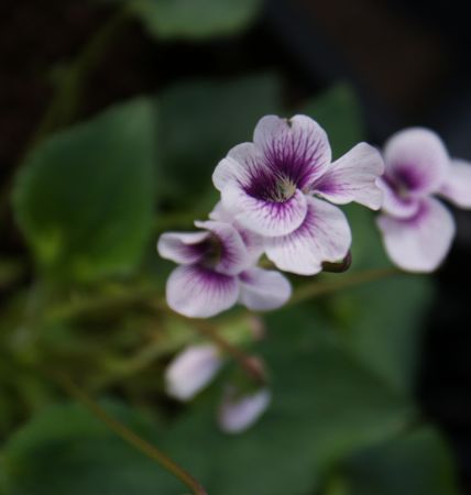Veilchen Alice Witter Sämlinge (Viola hybr. Alice Witter)