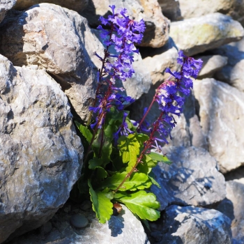 Wulfenie, Kuhtritt (Wulfenia x schwarzii)