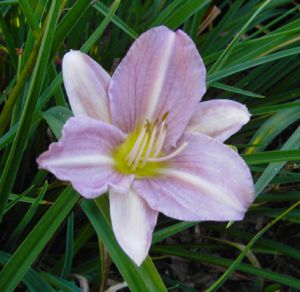 Taglilie Wanetta (Hemerocallis hybr.)