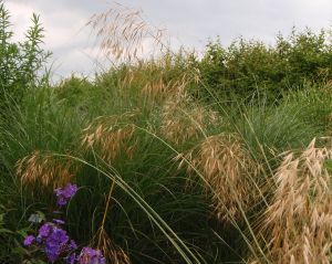 Riesen-Federgras (Stipa gigantea)