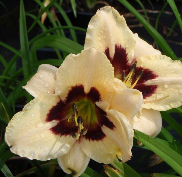 Taglilie Moonlit Masquerade (Hemerocallis hybr.)