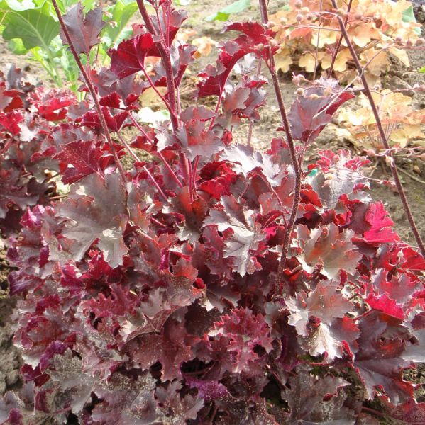 Purpurglöckchen Purple Petticoats (Heuchera hybride Purple Petticoats)
