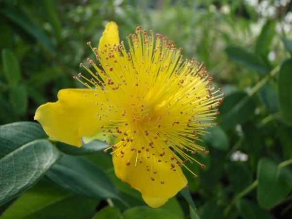 Teppich-Johanniskraut (Hypericum calycinum)