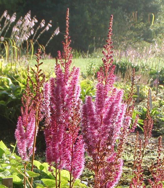 Lanzen-Astilbe Purpurlanze (Astilbe chinensis var. taquetii Purpurlanze)