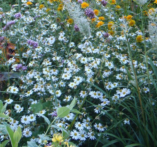 Schönaster (Aster incisa; syn. Kalimeris incisa)