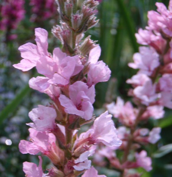 Blutweiderich Blush (Lythrum salicaria Blush)