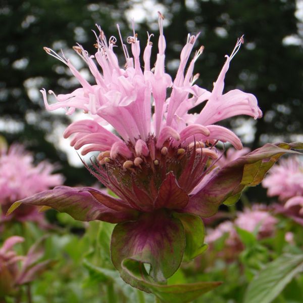 Indianernessel Beauty of Cobham (Monarda hybride Beauty of Cobham)
