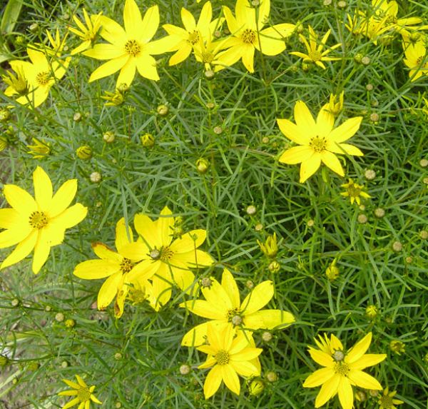 Quirlblättriges Mädchenauge Grandiflora (Coreopsis verticillata Grandiflora)