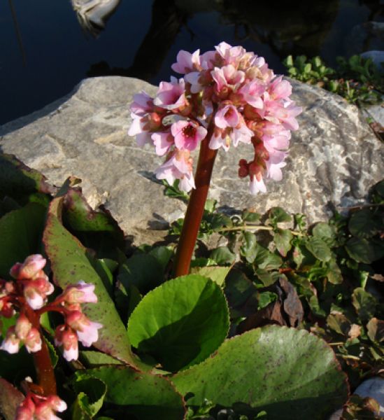 Bergenie Babydoll (Bergenia cordifolia Babydoll)