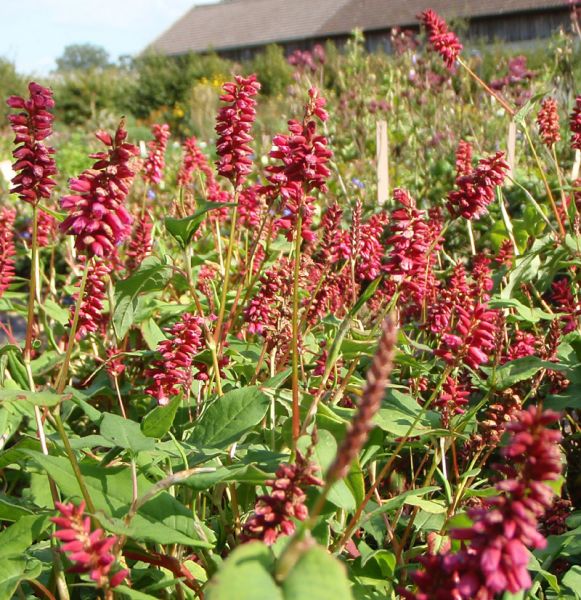Kerzen-Knöterich Inverleith (Bistorta amplexicaulis; syn. Persicaria amplexicaule Inverleith)