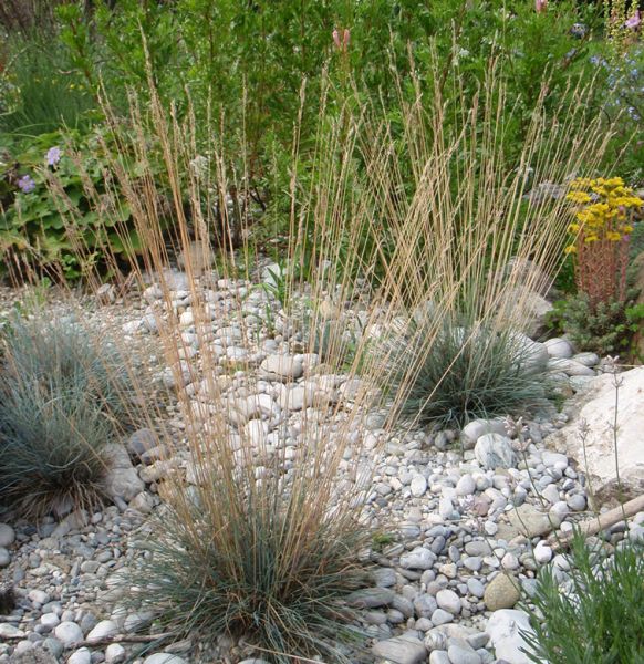Festuca glauca (Blau-Schwingel)