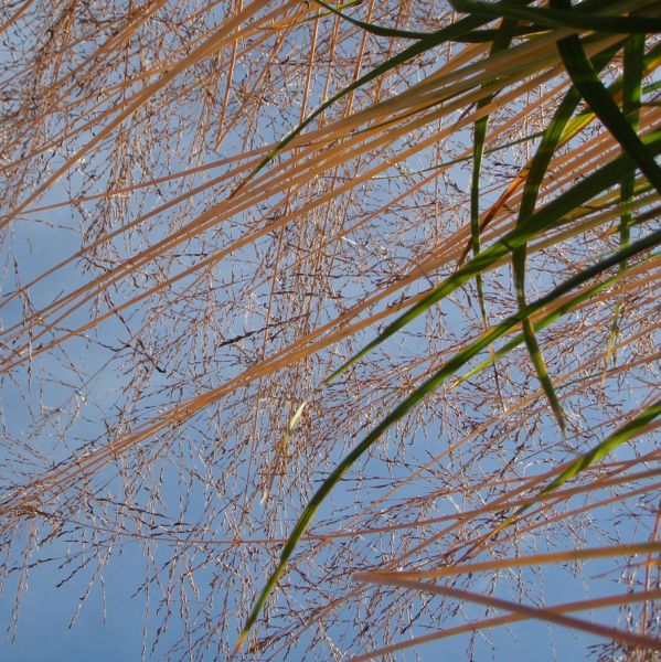 Riesen-Pfeifengras Skyracer (Molinia arundinacea Skyracer)