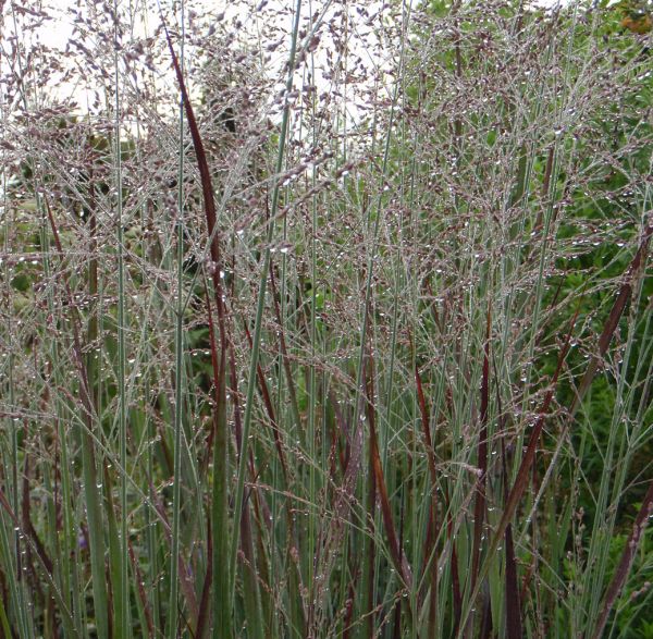 Rutenhirse Heiliger Hain (Panicum virgatum Heiliger Hain)