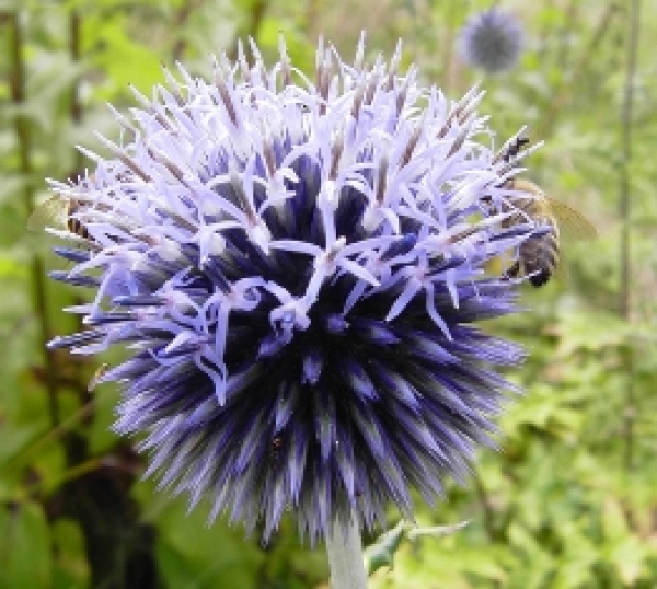 Kugeldistel (Echinops ritro)