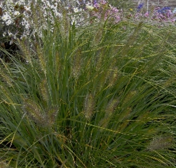 Lampenputzergras Hameln (Pennisetum alopecuroides Hameln)