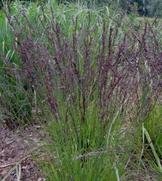 Moor-Pfeifengras Moorhexe (Molinia caerulea Moorhexe)