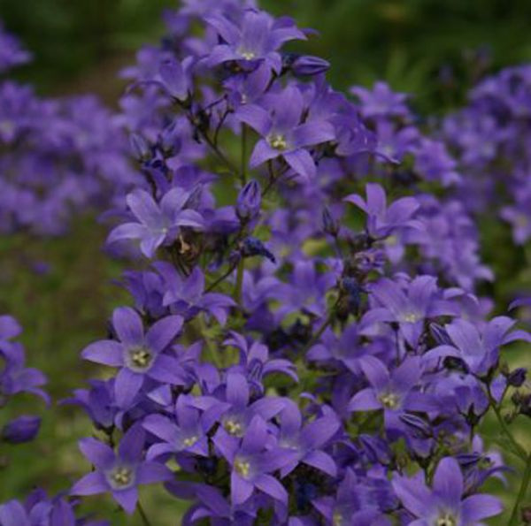 Dolden-Glockenblume Superba (Campanula lactiflora Superba)